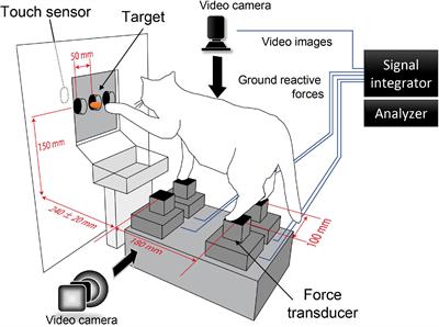 Preceding Postural Control in Forelimb Reaching Movements in Cats